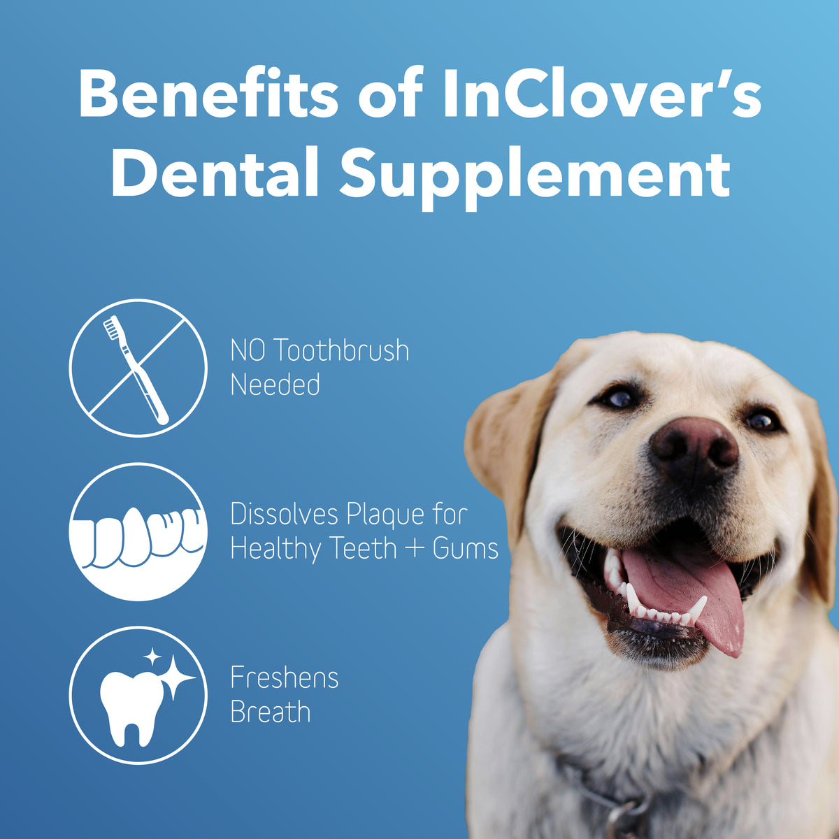 Dental Health Plaque & Gum Powder for Dogs | BioBrilliant by