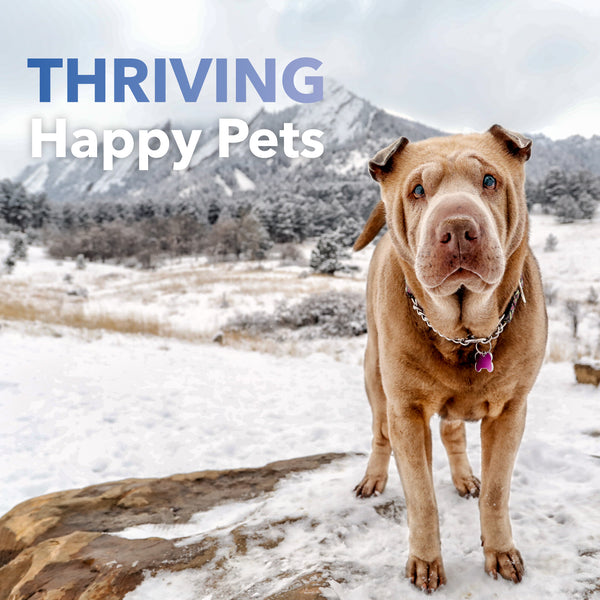 Kidney Supplement for Dogs + Cats (BioRen)