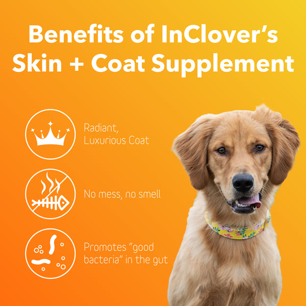 Skin + Coat Supplement for Dogs + Cats (BioRadiant)
